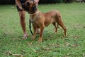 Matriz - Fila Brasileiro Dourado - Canil Singular - Nena